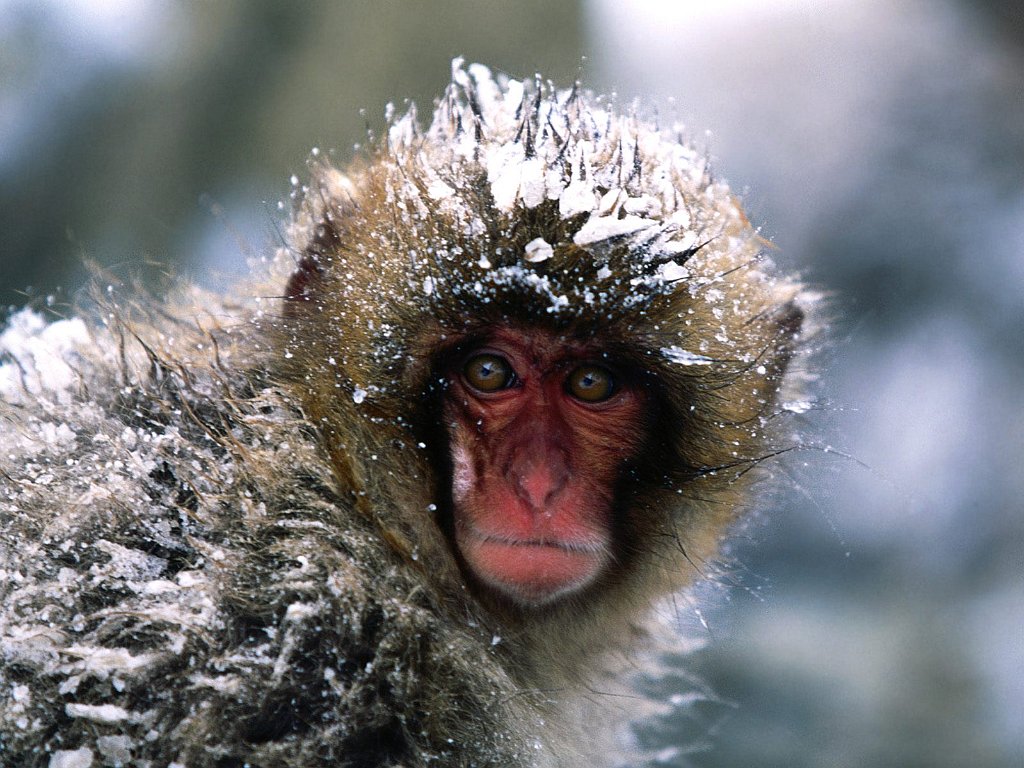 It's a Little Chilly Out Here, Japanese Snow Monkey